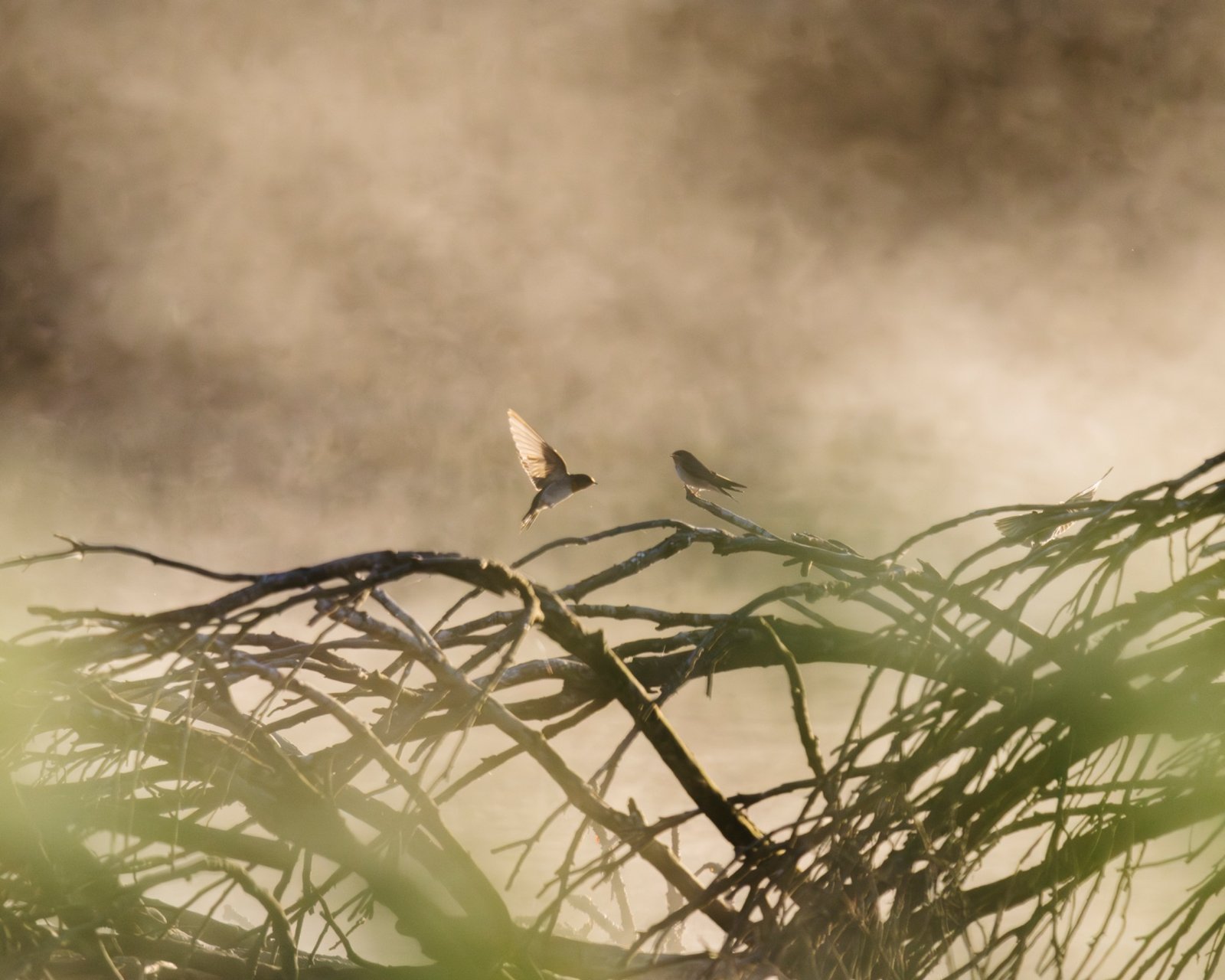 Birds in mist