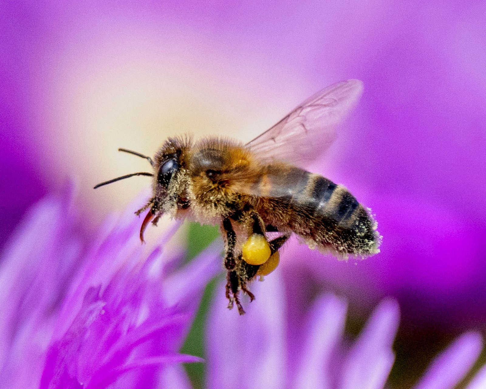Macro bee